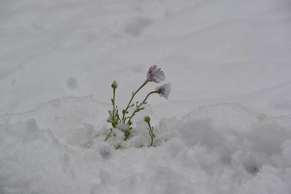 В Нацпарке "Синевир" на Закарпатье выпал снег