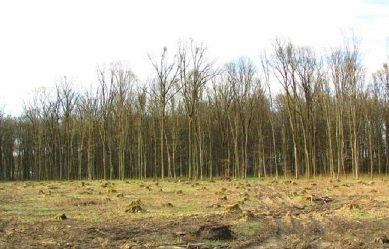 Закарпатка наглядно показала, що за кілька років сталося з лісом на Виноградівщи
