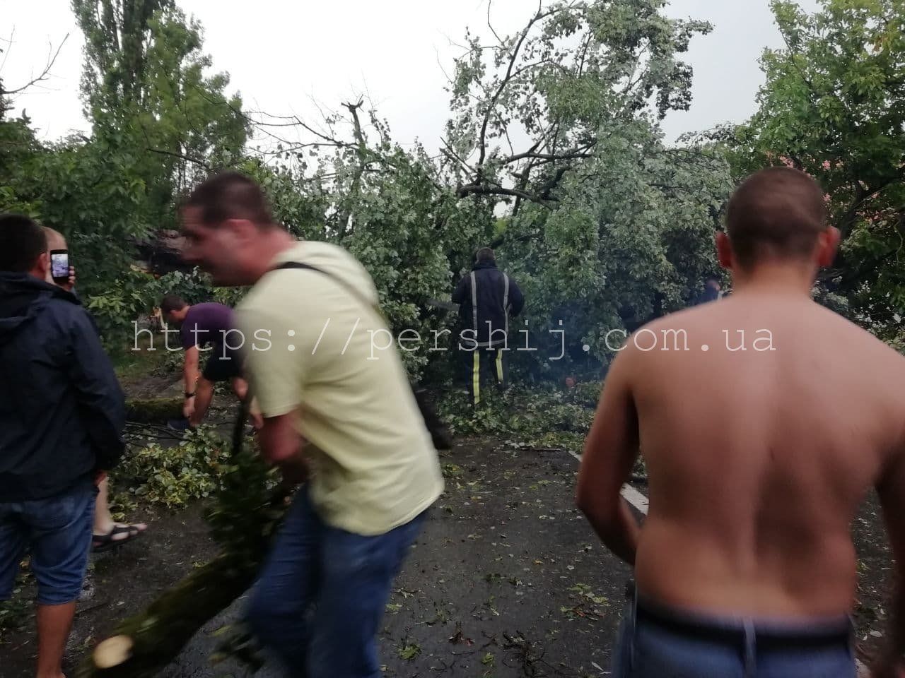 В Закарпатье дерево упало на автомобиль с водителем внутри 