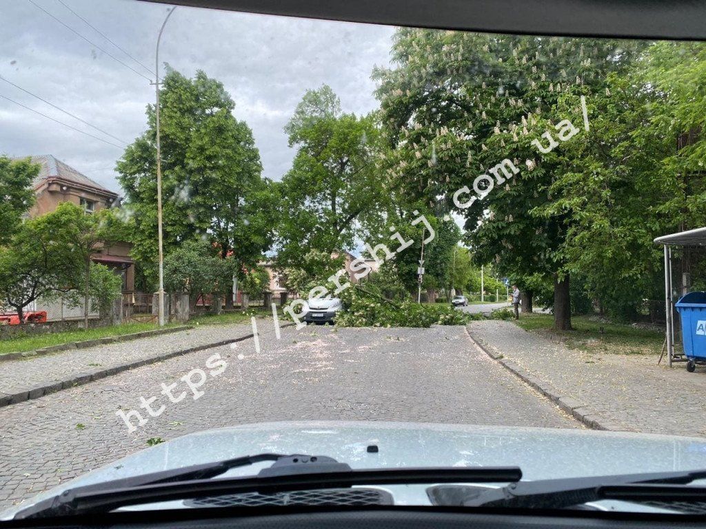 В Ужгороде ЧП - огромная ветка дерева рухнула на припаркованный автомобиль
