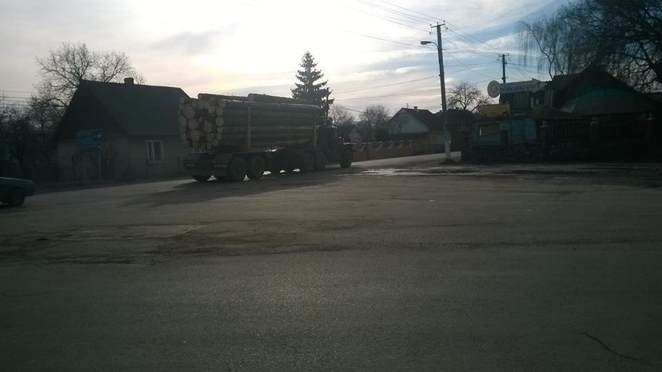 В одному з районів Закарпаття нещадно рубають ліс на експорт