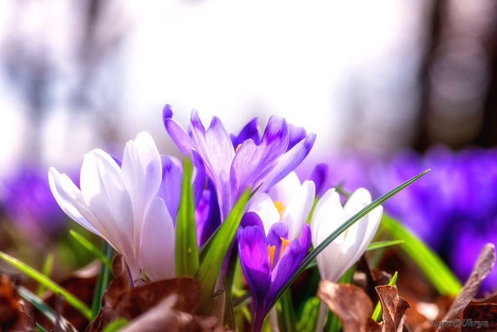#Закарпатье #весна #март2019 #первоцветы #фото 