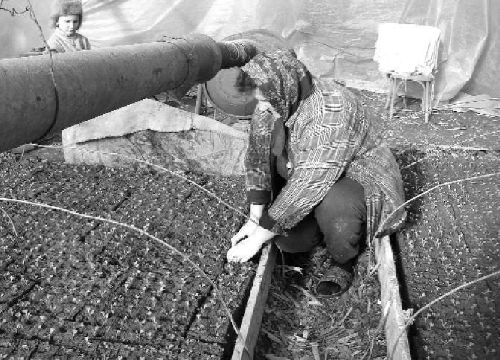 Анна Ребрик из села Гребля на Закарпатье выращивает на продажу капусту