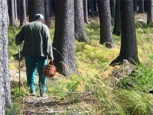 Двоє людей погубилися в закарпатських лісах ще у середу.
