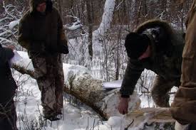 На Ужгородщині міліція бореться з незаконною вирубкою лісу.