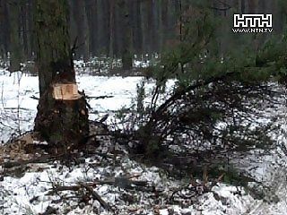 В Шацком районе Волынской области за год лесных воров ловят сотнями