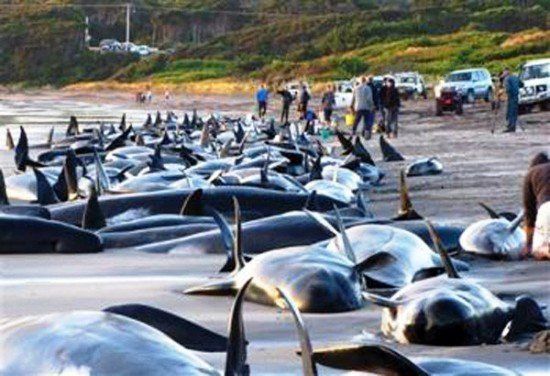 На австралийский остров выбросились дельфины и киты