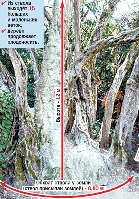2000-летняя олива в Никитском ботаническом саду