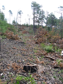В Закарпатье экологи обнаружили нарушений на миллионы гривен