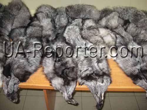 Житель Закарпатья пытался провезти в Захонь 90 шкурок лисицы