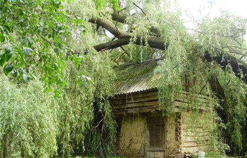 В Перечинском районе огромное дерево свалилось на дом