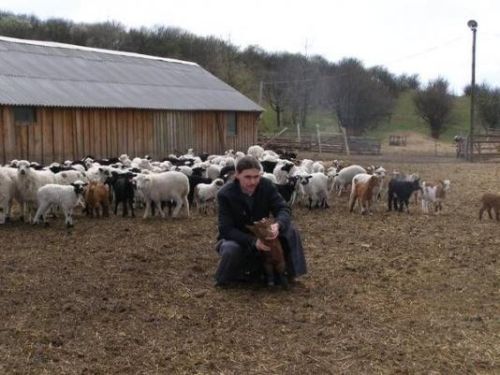 На ферме мужского монастыря в Ракошино есть 40 коров и 750 овец