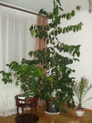 Подароване вчителькою з Ужгорода кавове деревце росте в кімнаті мешканки Івано-Франківська.