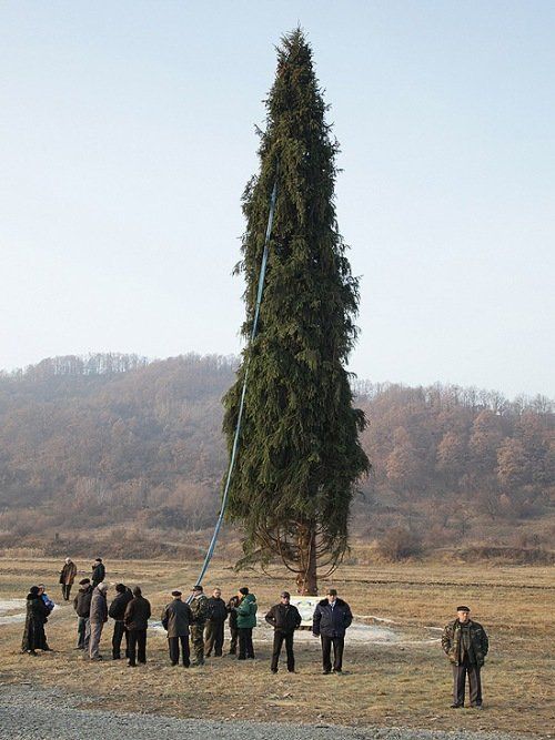 Виктор Янукович подарит Папе Римскому елку из Закарпатья
