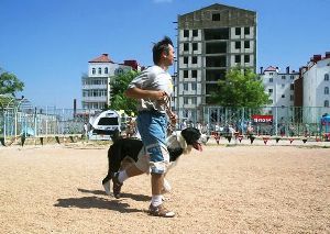 В Мукачево состоится выставка собак