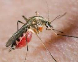 Нашествие комаров связано с подтоплениями в Закарпатье