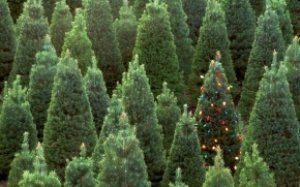 Новогодние елки в Закарпатье будут продавать минимум за 100 гривен