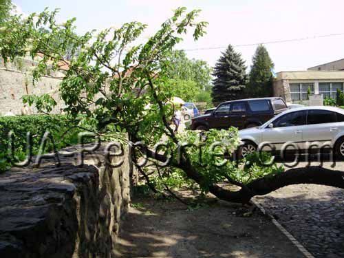 Около Ужгородского замка ветка каштана свалилась на Lexus