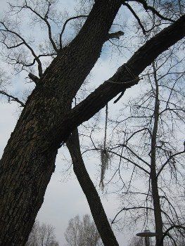 В Хустком районе 13-летний парень повис на дереве и погиб