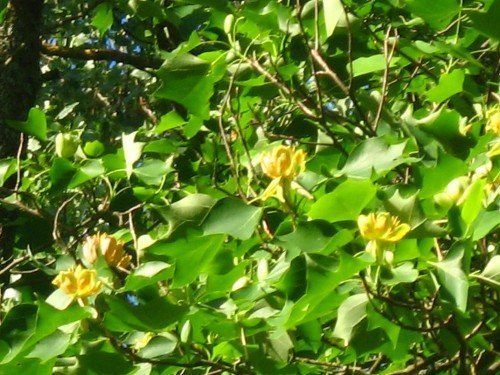 В Ужгородском лириодендроне цветет тюльпанное дерево