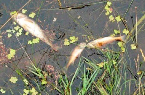 В Закарпатье из-за жары наблюдаются случаи гибели рыбы
