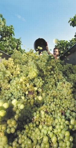 В этом году украинские виноградари получат неплохой урожай