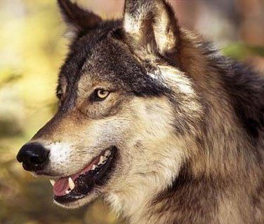 Волки терроризируют закарпатские села
