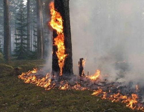 В Береговском районе горел лес в лесоохотничьем хозяйстве