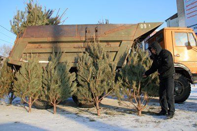 В Закарпатье милиция отслеживает стихийные рынки елок и наказывает нарушителей