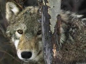 В Закарпатье волки нападают на отары овец все чаще и агрессивнее