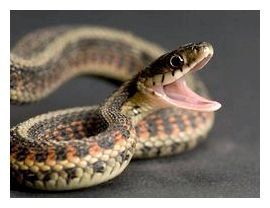 Якщо змія буде кусати, то вона прокусить тільки тканину штанів, а не шкіру
