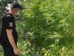 В Закарпатье 2-х метровые растения у одного дома очень заинтересовали полицейских