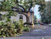 В Ужгороде большое дерево обвалилось на магистраль 