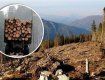 На Закарпатті СБУ припинила чергову нелегальну рубку дерев цінних порід