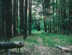 В Закарпатье в лесу произошла смертельная стрельба
