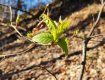 На деревах в Ужгороді вже з’являється листя — весна прокинулася