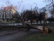 Закарпаття. На пішохідну частину в Ужгороді впало дерево - жертв, на щастя, немає