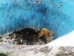 Трогательное спасение истощенной собаки в Ужгороде расторгает любого 