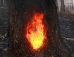 Просто дива! У столиці Закарпаття загорілося дерево — невідомо чому!