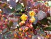 В Ужгороді розквітнув барбарис, плоди якого рятують від цинги та жовтяниці