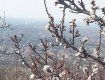 Фермер из Винаградово Наталья Мартишинец опубликовала кадры с цветущими абрикосами