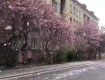 Захватывающая красота: В Ужгороде падает уникальный "снег"