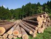 Закарпатье входит в ТОП-5 лидеров по количеству реализации лесной продукции