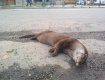 У Берегово під колесами автомобіля знайшла смерть дика тварина з родини куницевих