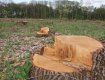 Прокуратура Тячівщини вимагає відшкодувати понад 190 тис грн, заподіяних незаконною рубкою дерев