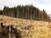 Команда Зеленського зупинить вирубку лісів на Закарпатті