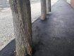 Закарпаття. Кілька дерев "закатали" в асфальт у Берегово