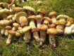 Ліси Закарпаття цьогоріч переповнені грибами — хоч бери косу й коси