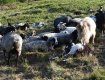 Василь Щур: «Дотації на тваринництво обов’язково повинна виділяти держава»