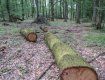 Закарпаття. Злочини проти природи тривають на території військового лісництва на Мукачівщині